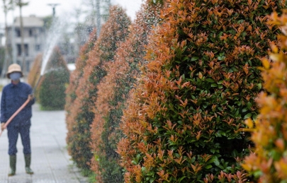 Một buổi sớm mai tại Ecogarden